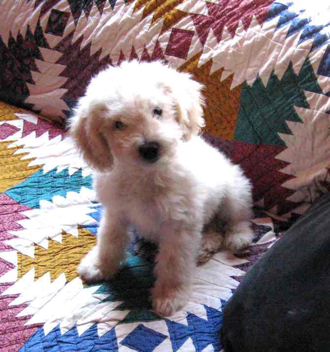 Hugo, as a puppy